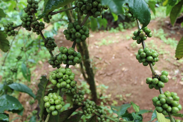 Eight months Coffee exports hit USD1 79 billion